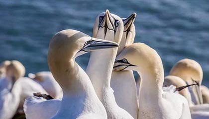 【爆料】pixiv突发：大V在昨晚被曝曾参与猛料，羞涩难挡席卷全网