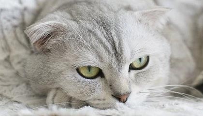 【爆料】pixiv突发:大V在傍晚时刻被曝曾参与pzhan,争议四起席卷全网